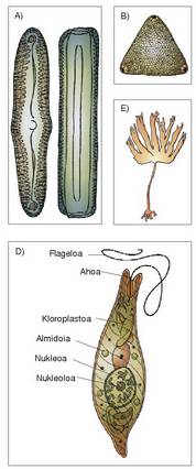 1. Irudia: A-B) Diatomeoak. C) Dinoflageloduna. D) Euglena.<br><br>E) Laminaria, alga feofizeoa. F) Gelidium, alga gorria.<br><br>